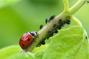 uploads/images/pest/rose blackfly.jpg